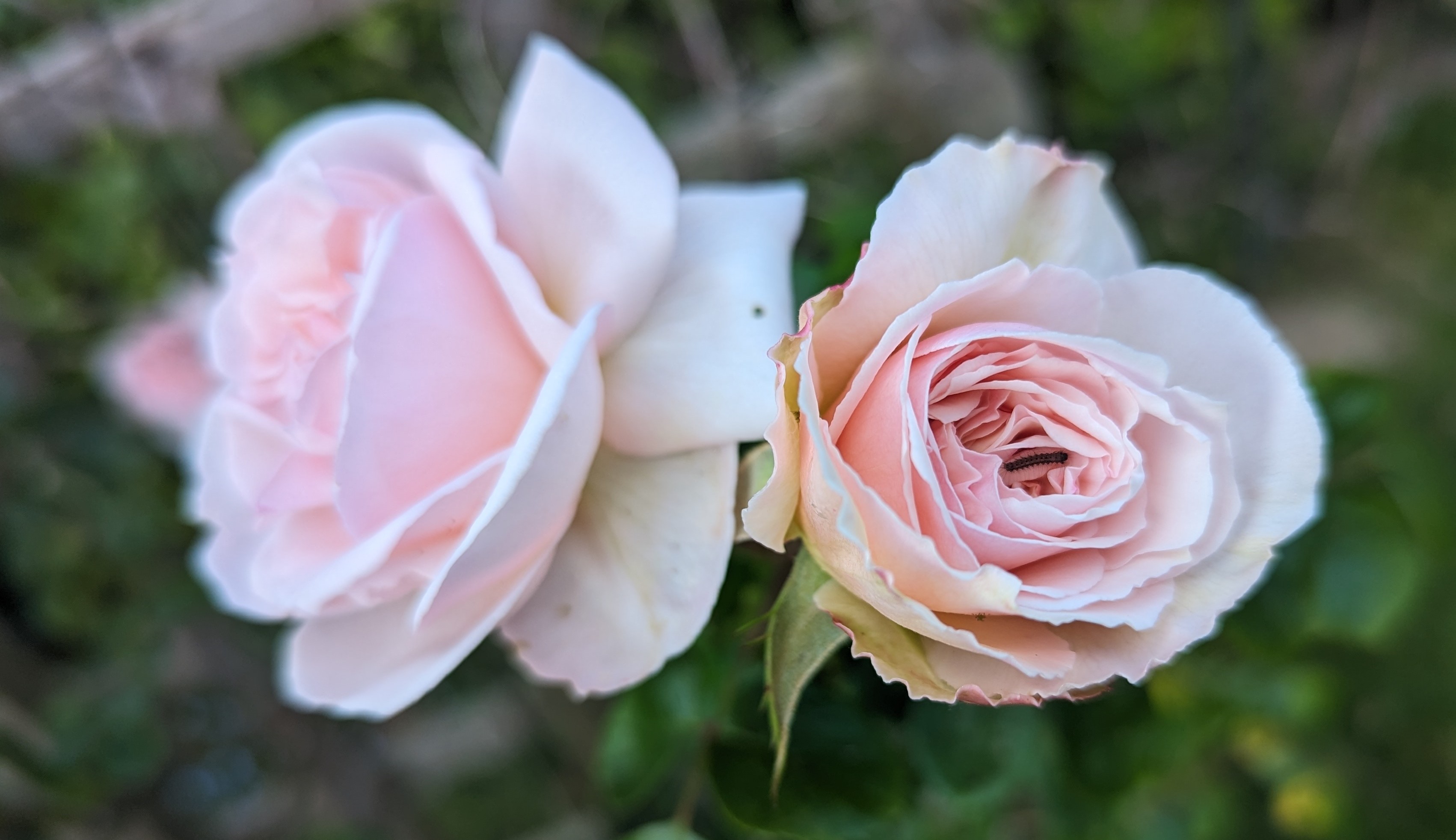 Two beautiful roses in bloom next to each other, one fully in focus. 