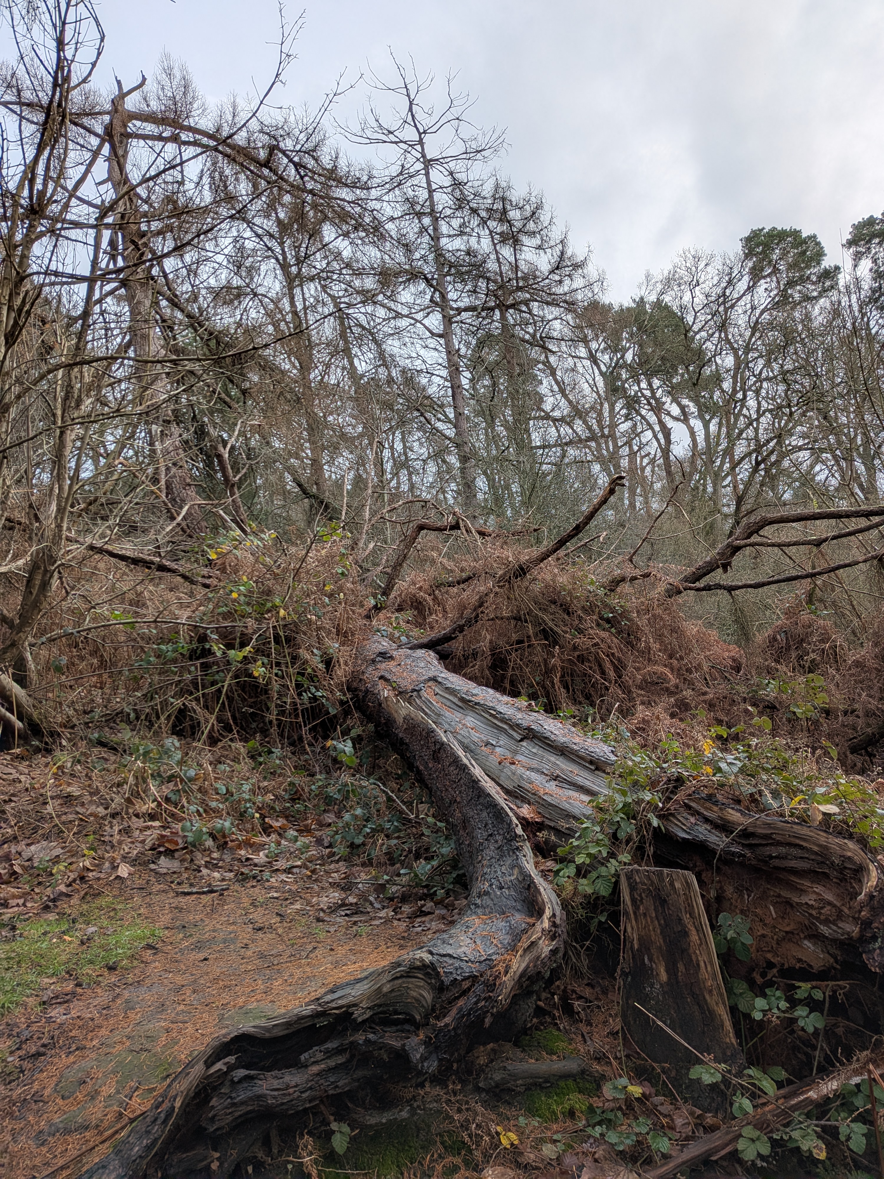 A fallen down tree in the forest.